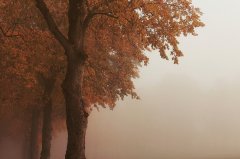 Velos Markets威马证券：多元资产与智能工具驱动的投资策略解析